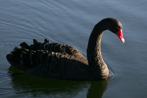A black swan event can have implications for all of us. Photo: NZPA / Tim Hales