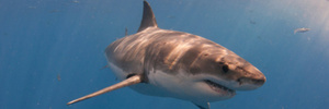 Shark scare in Ruakaka