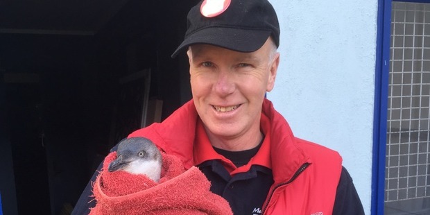 The penguin, dubbed "Shazbot" by one of her rescuers, was found lying by the road near Port Underwood in Marlborough. Photo / Supplied