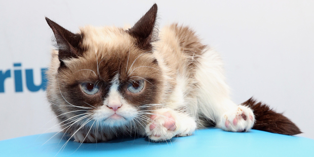 Grumpy Cat's aggressive tendencies could be determined by assessing her colouring. Photo /Getty