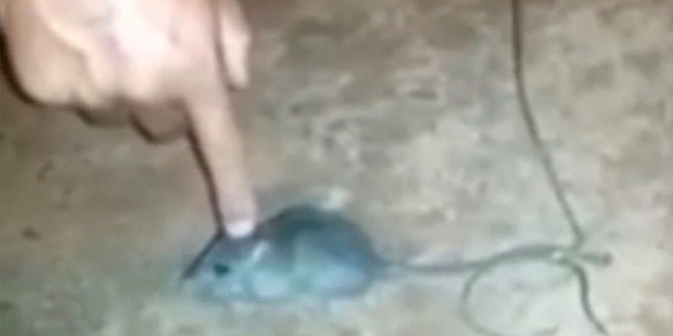 A finger points at the 'mouse mule' Photo / YouTube