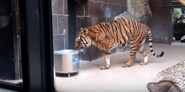 Three-legged Mai is the tiger zoo officials believe to have bitten the woman. Photo / YouTube: Amy Palmer