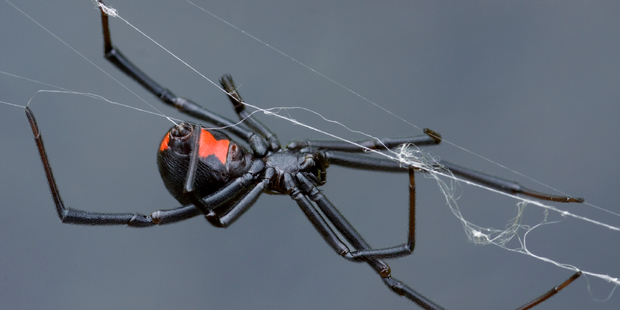 Police responding to an incident after a man was heard screaming "I'm going to kill you" discovered the noise was caused by him attacking a spider. Photo / iStock