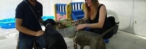 Healthy alternatives for our pets