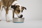 Dog beer is non-alcoholic and contains beef or chicken. Dog beer is non-alcoholic and contains beef or chicken.