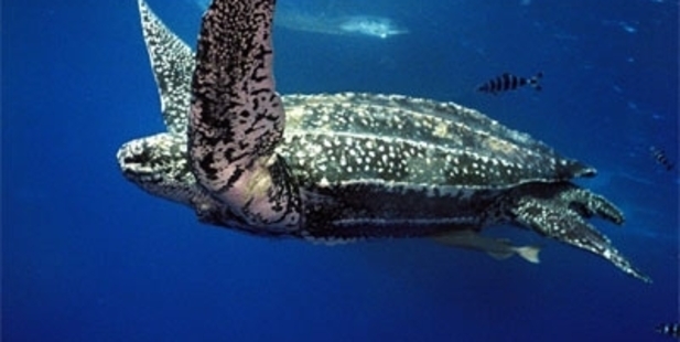 Leatherback turtles - Tutukaka. PHOTO/SUPPLIED