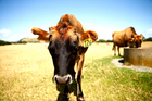 The World Bank will lead at the 59th Australian Agricultural and Resource Economics Society's (AARES) annual conference in Rotorua from February 10 to 13. The World Bank will lead at the 59th Australian Agricultural and Resource Economics Society's (AARES) annual conference in Rotorua from February 10 to 13.