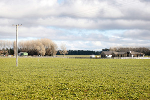 Hunan Dakang Pastoral Farming, 55 percent owned by Shanghai Pengxin has applied to buy Shanghai Pengxin's existing New Zealand farm assets, including the former Crafar Farms. Photo / Christine Cornege