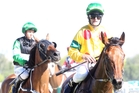 Jonathan Riddell, right, and Saint Kitt enter the birdcage with Samantha Collett and Cajun behind. Photo / Duncan Brown Jonathan Riddell, right, and Saint Kitt enter the birdcage with Samantha Collett and Cajun behind. Photo / Duncan Brown