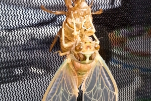 Lack of cicadas cause for concern?