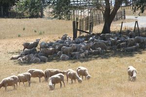 Sheep sheltering from the sun on Te Parae Rd, Masterton District. WAG 12Jan15 - HOT: Sheep seek shelter from the sun as temperatures reach 29C on Friday. PHOTO/ANDREW BONALLACK WAG 27Jan15