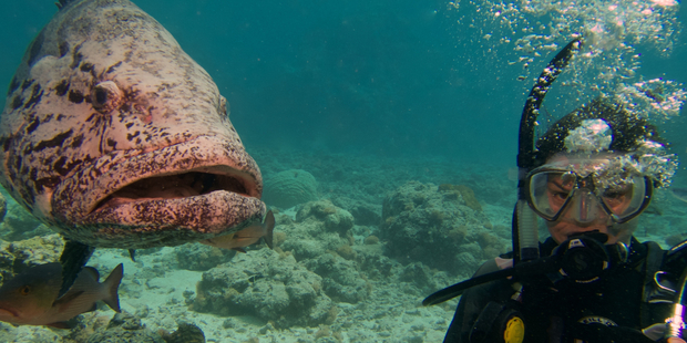 Ellie Mitchell with her new friend, a spotted potato cod. Photo / Spirit of Freedom