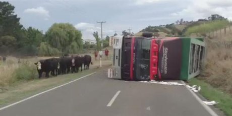 http://media.nzherald.co.nz/webcontent/image/jpg/20156/truck-v-cows_460x230.jpg