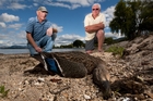 WORRY: Ngongotaha residents Steve Wynn (left) and Grahame Haggart with one of the dead ducks found on the shores of Lake Rotorua. Photo / Stephen Parker WORRY: Ngongotaha residents Steve Wynn (left) and Grahame Haggart with one of the dead ducks found on the shores of Lake Rotorua. Photo / Stephen Parker
