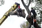 Hastings Boys' high school's century-old oak was felled by Scott Brocklehurst, of Superior Exterior Tree Care, yesterday. Photo / Paul Taylor Hastings Boys' high school's century-old oak was felled by Scott Brocklehurst, of Superior Exterior Tree Care, yesterday. Photo / Paul Taylor