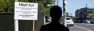 A fruit fly warning sign on the corner of Sandringham Road and Royal Terrace. Photo / Brett Phibbs
