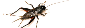 Cricket the cricket has been making picks for New Zealand and Australian pool games. Photo / Thinkstock