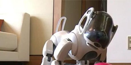 http://media.nzherald.co.nz/webcontent/image/jpg/20159/RobotDogGrb_460x230.jpg