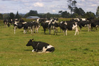 Liveweight breeding values of Holstein Friesians are seen generally to increase.
Liveweight breeding values of Holstein Friesians are seen generally to increase.