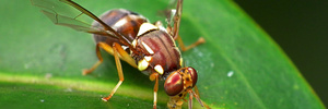 The Queensland Fruit Fly