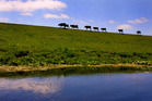 Legislation distinguishing between beef and dairy cattle's effect on waterways is a burr under the saddle for dairy farmers. Legislation distinguishing between beef and dairy cattle's effect on waterways is a burr under the saddle for dairy farmers.