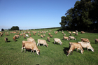 The empty cow rate is reduced as a result of using SGL semen. The empty cow rate is reduced as a result of using SGL semen.