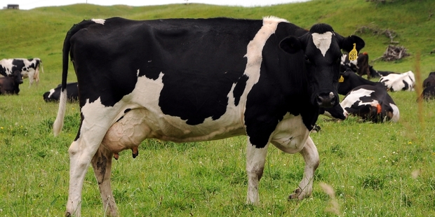 POSITIVITY NEEDED: Dairying is that sort of business.PHOTO/FILE