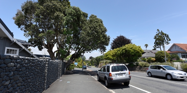 THREATENED TREE: The axe hovers over this landmark pohutukawa in Devonport Rd.PHOTO/GEORGE NOVAK