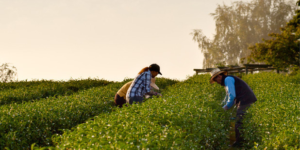 Zealong Tea Estate on the outskirts of Hamilton. Photo / Supplied