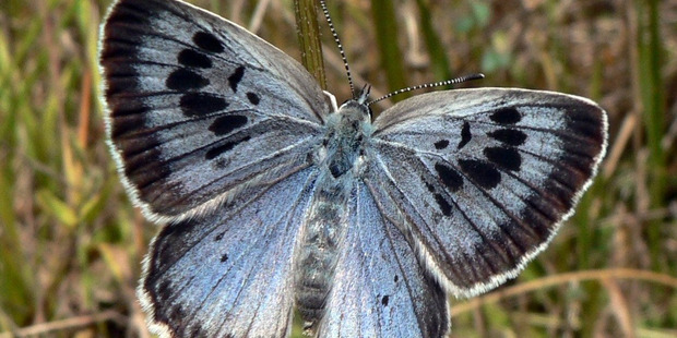 Large Blue Butterfly. Photo / Wikimedia