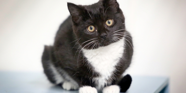 Cats are more affected by second-hand smoke than dogs, the study says.