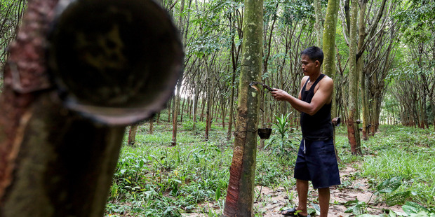 A farmer demonstrates rubber tapping at a rubber farm in Rayong province, Thailand. Photo / Bloomberg
