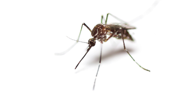 There are 15 mosquito species found in New Zealand. Photo / Getty