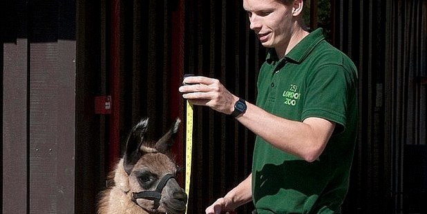 Object of desire: Adam Davies at work in London Zoo.