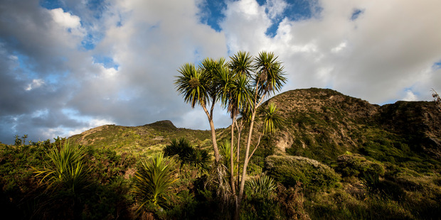 The flowering habits of cabbage trees will now be keenly watched by weather watchers. Photo / Richard Robinson.