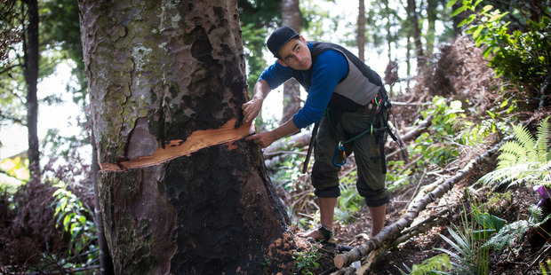 Johno Smith descended from the kauri after it was ring-barked by chainsaws on December 23. Photo: Jason Oxenham