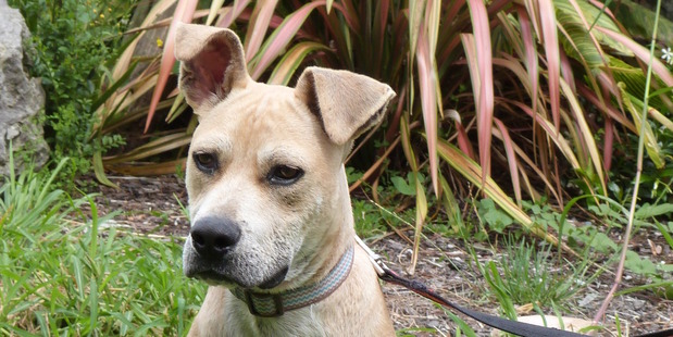 Oscar is a relaxed and energetic puppy.