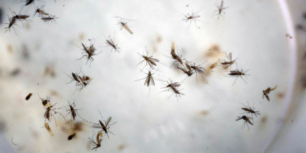 The Aedes aegypti mosquito is the vector that transmits the Zika virus. Photo / AP