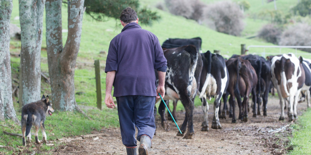 Farmers face the prospect of two, or possibly three, years in a row of negative returns. Photo / Bloomberg