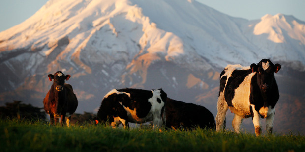 On the back of good grass growth, Dairy NZ revised its break-even point for most dairy farmers down to $5.25 per kg of milk solids. Photo / Christine Cornege