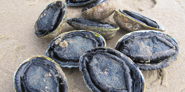 Carterton man George Hui Hingaia, 33, and Judas Whaiora Crawford, 29, of Martinborough, pleaded guilty to collecting 65 undersized paua. PHOTO/FILE