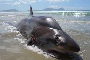 It's not the most attractive sea creature, but this bigeye thresher shark has sparked plenty of interest.