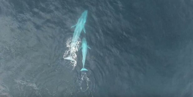 The mammals were sighted by staff researching pygmy blue whales in the region. Photo / YouTube - National Geographic