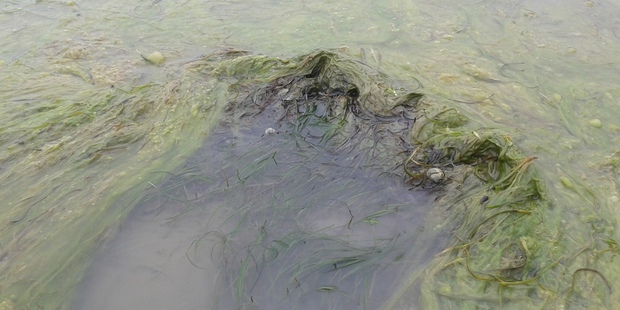 Algae bloom in Tauranga Harbour. Photo/supplied