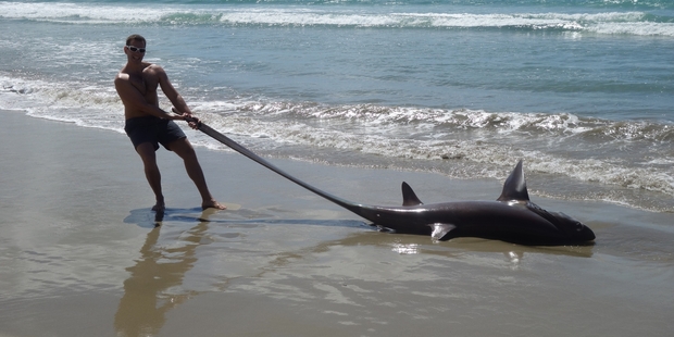 Martin Stehlik with the shark. Photo / Supplied