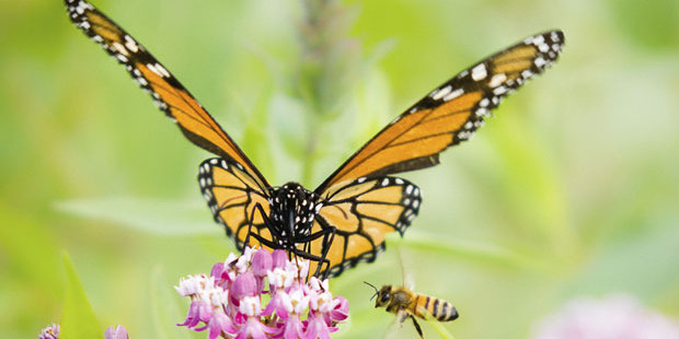 The first global assessment of creatures that pollinate crops found up to two in five are sliding towards extinction. Photo / iStock