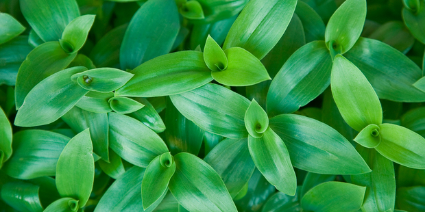 The willie, or pernicious weed tradescantia, is one of the country's "dirty dozen" weeds for 2016, Conservation Minister Maggie Barry said. Photo / iStock
