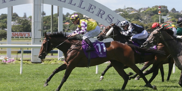 The 3200m of the $500,000 Auckland Cup at Ellerslie will be unfathomed depths for Sacred Master (left) today. Photo / Trish Dunell