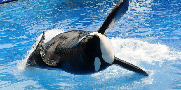Tilikum during one his shows at Sea World in Orlando, Florida. Photo / Getty Images