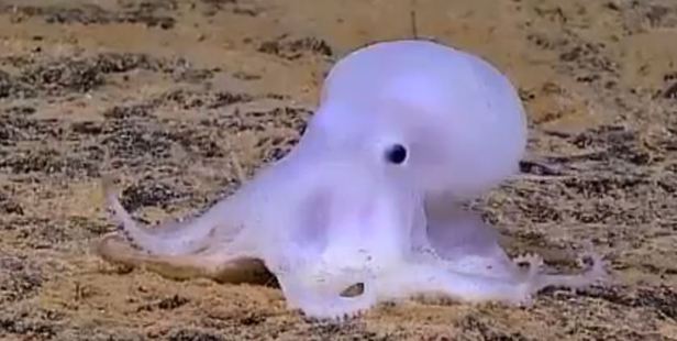 The appearance of this animal was unlike any published records, say scientists. Photo / Washington Post